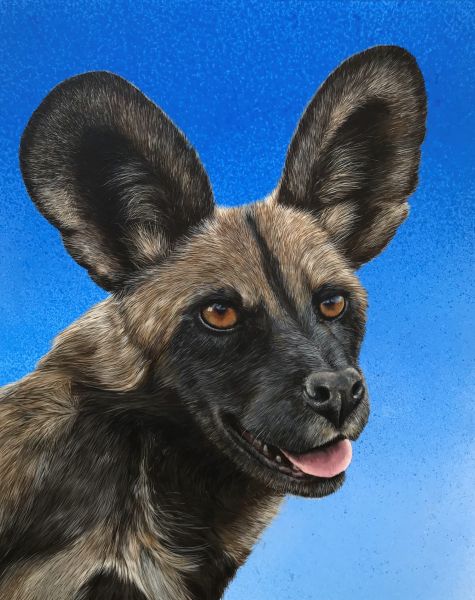 Click Here To Enlarge This Photo Of African Wild Dog