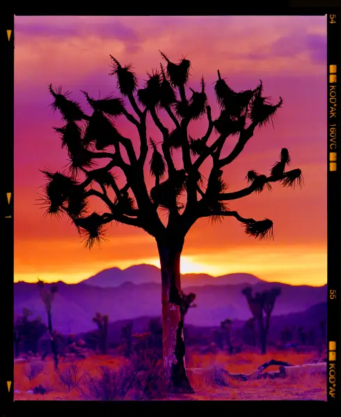 Click Here To Enlarge This Photo Of Joshua Tree, Mojave Desert, California