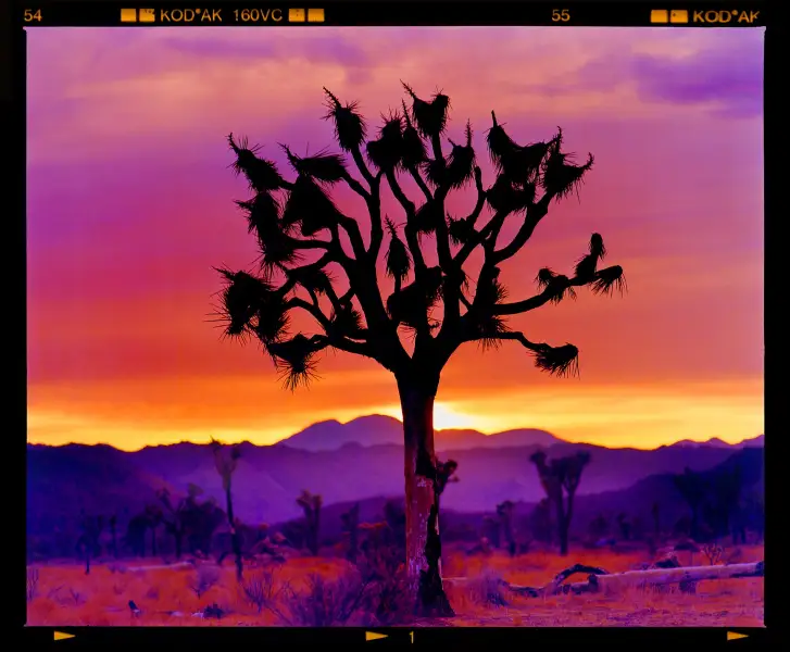 Click Here To Enlarge This Photo Of Joshua Tree Landscape, Mojave Desert, California
