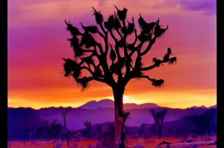 Richard HeepsJoshua Tree Landscape, Mojave Desert, CaliforniaSigned Limited Edition