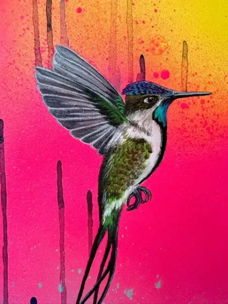 Click Here To Enlarge This Photo Of Marvellous Spatuletail Hummingbird - Skatedeck Series