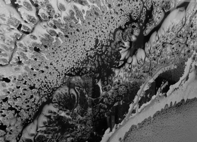 Click Here To Enlarge This Photo Of Breath of the Phoenix