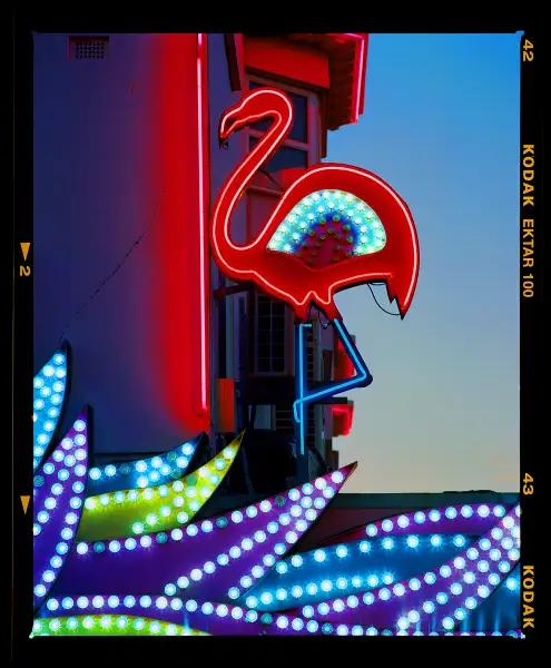 Click Here To Enlarge This Photo Of Neon Flamingo &lpar;Norfolk 202&rpar;