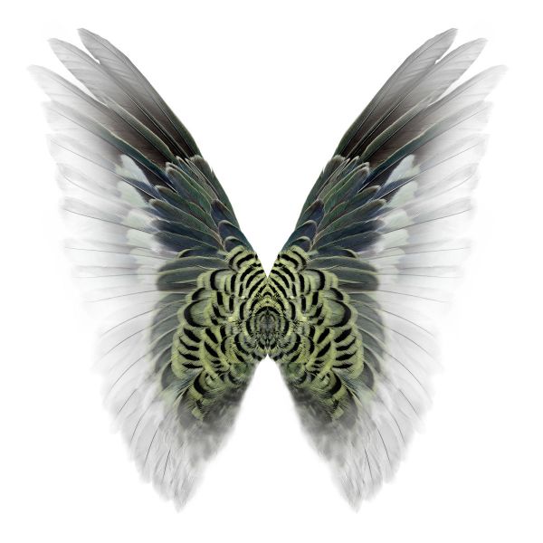 Click Here To Enlarge This Photo Of Hybrid 5