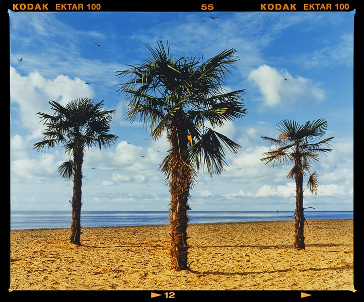 Click Here To Enlarge This Photo Of Three Palms Clacton -on-Sea 2021